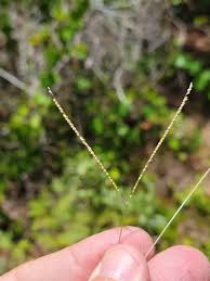 Image result for Digitaria longiflora