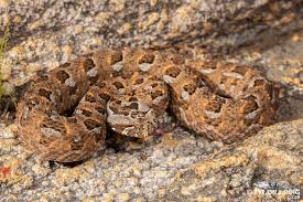 Bitis rubida - Red Adder