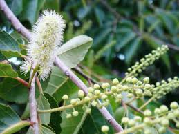 Image result for Scolopia zeyheri