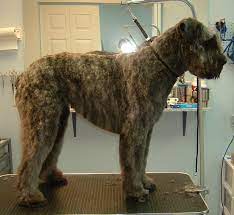 Hair coarse to touch, dry and matt. Pin On Dog Stuff