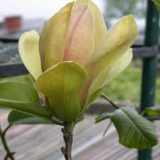 Image result for magnolie sunsation