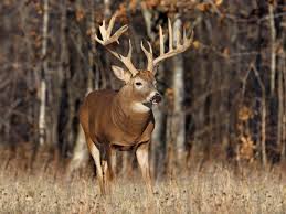 Best Deer Hunting Times Bullseyehunting Com Bullseye Hunting