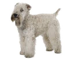 A soft coated wheaten terrier puppy should never be an impulse purchase. Soft Coated Wheaten Terrier Wahl Usa