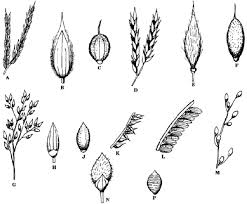 Image result for Eriochloa fatmensis