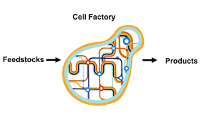 Wall • the walls of the factory keep it up and protect it cell membrane: Meet The Scientists Of The Future Bioeconomy Part 3 Engineering The Cell Factory Biotalous Bioeconomy