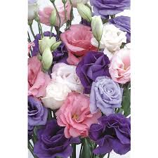 Image result for eustoma Balboa