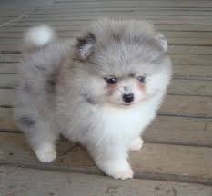 Black And White Pomeranian Puppy For Sale Its Too Bad Merle Poms Are So Prone To Health Problems Because They Sure Are Beautiful Cute Baby Animals Cute Animals Animals