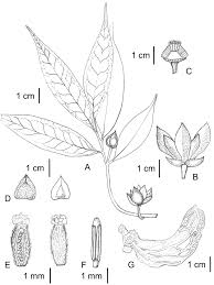 Image result for Uvariastrum