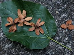 Image result for Carpodiptera africana