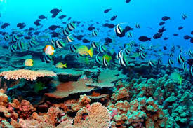 Try your hand at muck diving in padang bai. Bali Snorkeling Tej Bali Tour