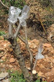 Nursery workers and fruit tree producers must know how to graft. Grafting Fruit Trees A Step By Step Picture Tutorial Lady Lee S Home