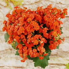 Image result for Kalanchoe blossfeldiana