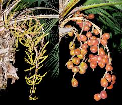 Image result for Hyphaene