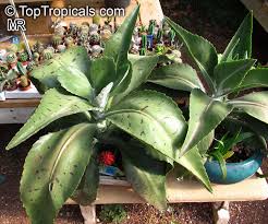 Image result for Hypericophyllum