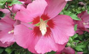 Perhaps some grow a little too tall for a small garden, but others can provide beauty and shade. Summer Color From Shrubs Missouri Environment And Garden News Article Integrated Pest Management University Of Missouri
