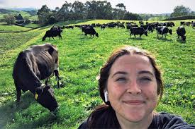 A summer among dairy cows in New Zealand