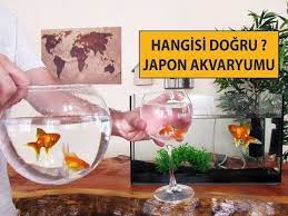 japon baligi akvaryumu nasil olmali akvaryum japonca bardak