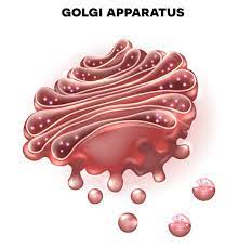 GOLGISOMA