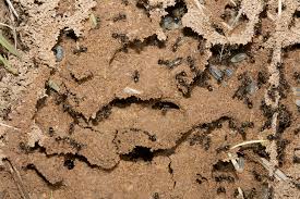 Image result for Formica fusca