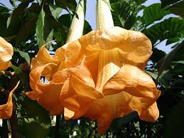 The peach leaf curl fungus, taphrina deformans, can infect peach leaves, flowers, and fruit. Double Peach Potted Rarities