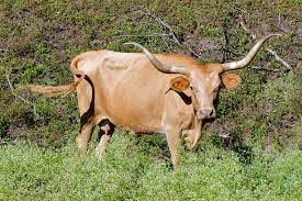 Texas Longhorn Wikipedia