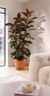 Image result for Ficus elastica