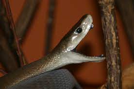 Der inlandtaipan ist die giftigste schlange der welt der in australien lebende. Schwarze Mamba Dendroaspis Polylepis Tiere Giftschlangen Goruma
