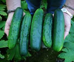 Image result for Cucumis sativus