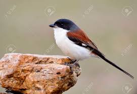 Grey bird with red head. Lovely Fat Red Bird With Grey Head Long Tail And White Belly Stock Photo Picture And Royalty Free Image Image 93706070