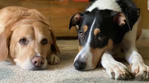 Plus, when you become a member, you may display the seal of membership of the iapo international organization of professional pet sitters on. National Pet Day How To Prepare Your Pets For Your Return To Work Cnn