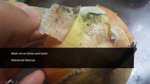 انت وطني ( مدبلج ). Black Rot Of Onion Ø­ÙƒØ§ÙŠØ© Ø§Ù„Ø¨ÙˆØ¯Ø±Ø© Ø§Ù„Ø³ÙˆØ¯Ø§ Ø¹Ù„ÙŠ Ø§Ù„Ø¨ØµÙ„ Ùˆ Ø§Ù„ØªÙˆÙ… Ø§Ù„Ø¹ÙÙ† Ø§Ù„Ø£Ø³ÙˆØ¯ Ø¹Ù„ÙŠ Ø§Ù„Ø¨ØµÙ„ Ùˆ Ø§Ù„Ø«ÙˆÙ… Youtube