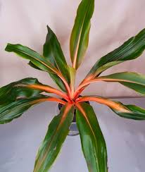 Image result for Chlorophytum Amaniense