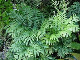 Image result for Ptisana