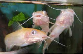 Catfish In The Backyard Pond And Water Garden
