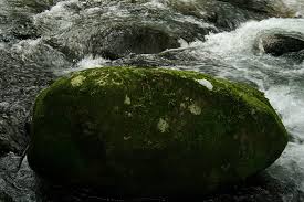 Image result for Elaphoglossum spathulatum