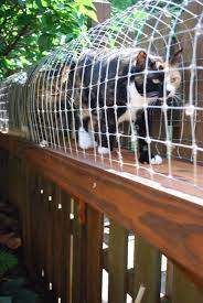 cuckoo 4 design diy cat enclosure outdoor cat enclosure cat enclosure