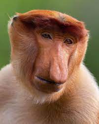 Mogens Trolle On Instagram The Bachelor Young Male Proboscis Monkey Posing For A Portrait With A Subtle Smile Proboscis Monkey Endangered Animals Animals