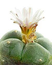 In mexico there is a popular liquor called mescal. Plant Derived Hallucinogens