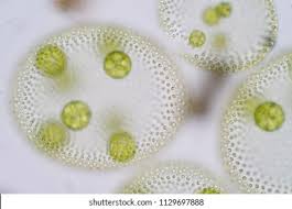 chlorophytes