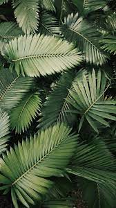 Pin by aristea stop smeℒℒ the ℛosℰs on. Aesthetic Green Nature Image By Freetoedit Images