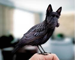 Dirds Images Of Birds With Dog Heads Weird Animals Photoshopped Animals Bizarre Animals