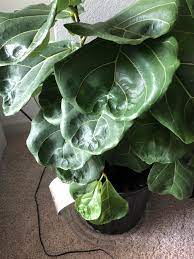 We did not find results for: Please Help My Fiddle Lead Fig Francis Her Leaves Are Wrinkled Puckering Fiddleleaffig