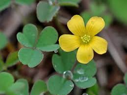 Image result for Oxalis corniculata
