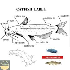 We did not find results for: Africa Catfish Catfish Fish Farming Africa