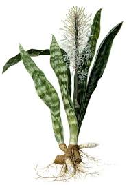 Image result for Sansevieria nilotica