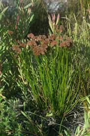 Image result for Schizaea