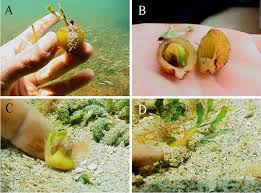 Image result for Thalassia hemprichii