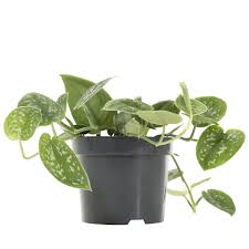 We did not find results for: Buy Scindapsus Pictus Satin Pothos Plantler