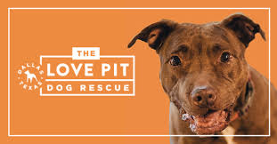 We take pride in the fact that our puppies come from the best family that can raise puppies. The Love Pit The Love Pit Rescue