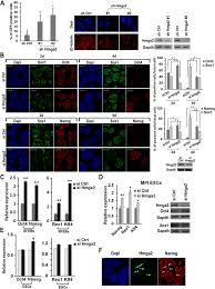 Pixel experience for mi 3 and mi4 cancro /* * your warranty is now void. Hmga2 Is Necessary For Otx2 Dependent Exit Of Embryonic Stem Cells From The Pluripotent Ground State Bmc Biology Full Text